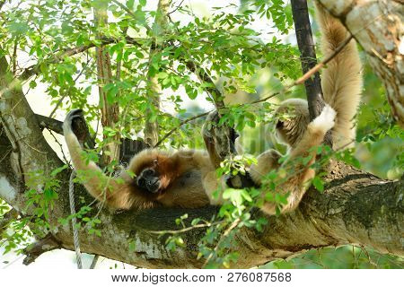 Beautiful White-handed Gibbon (hylobates Lar) Sitting On Ground