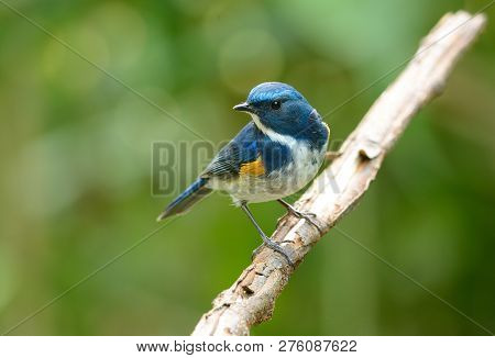Beautiful Male Himalayan Bluetail (tarsiger Rufilatus) In Thai Forest