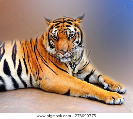 Beautiful Sad Tiger On A Chain In Thailand