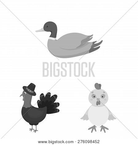 Vector Illustration Of Funny And Poultry Sign. Set Of Funny And Farming Stock Symbol For Web.
