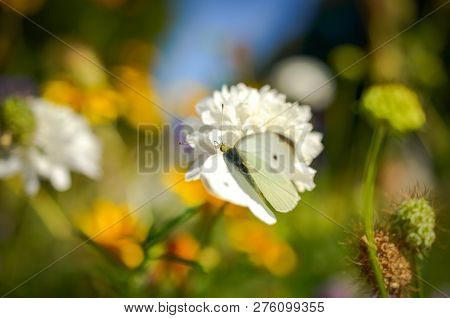 White Butterfly Sitting On White Blossom In The Garden