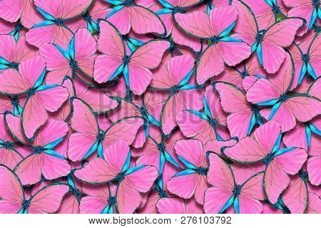 Pink Natural Pattern. Abstract Pink Pattern Of Morpho Butterflies. Wings Of A Butterfly Morpho. Flig