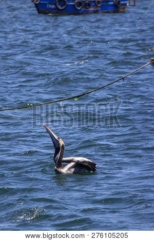 Pelican Swimming In The Ocean In Peru