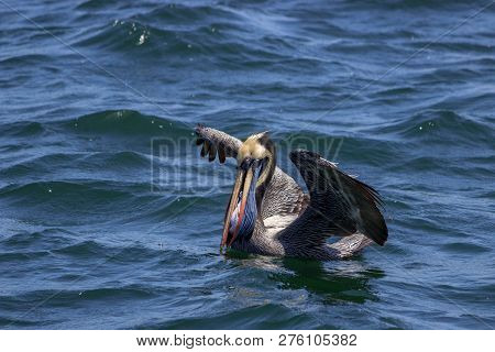Pelican Swimming In The Ocean In Peru