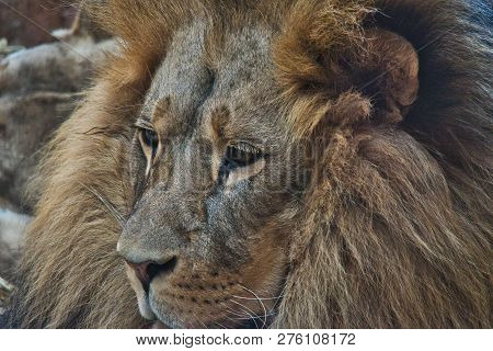 Lion In Zoo Mane Animals Wildlife Roar