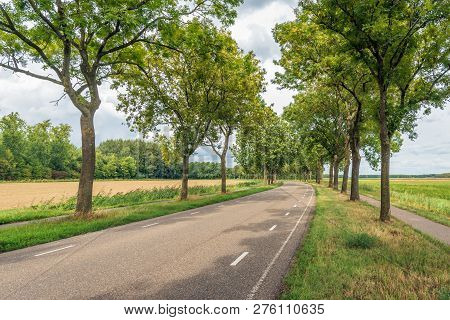 Landscape Photo Of A Long And Curved Asphalt Road With Stripes On The Sides Of The Road And Tall Pla