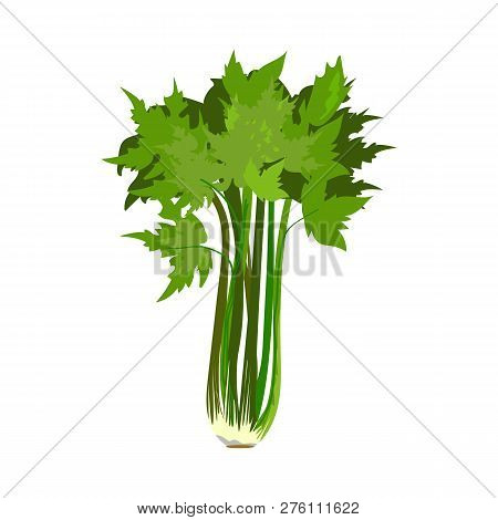 Green Parsley Illustration. Vegetable, Ground, Growth, Food. Farming Concept. Vector Illustration Ca