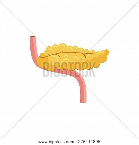 Human Pancreas Illustration. Yellow, Organ, Body, Human. Medicine Concept. Vector Illustration Can B