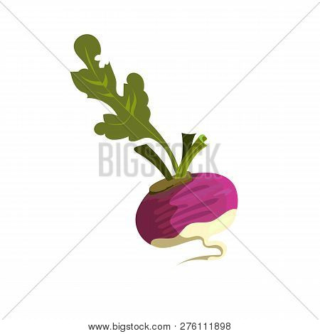 Purple Reddish Illustration. Vegetable, Ground, Growth, Food. Farming Concept. Vector Illustration C