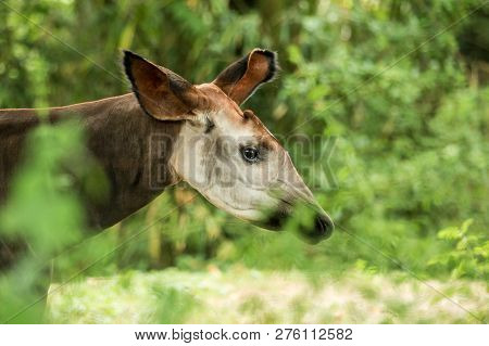 Okapi (okapia Johnstoni), Forest Giraffe Or Zebra Giraffe, Artiodactyl Mammal Native To Jungle Or Tr