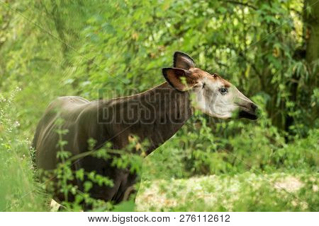 Okapi (okapia Johnstoni), Forest Giraffe Or Zebra Giraffe, Artiodactyl Mammal Native To Jungle Or Tr