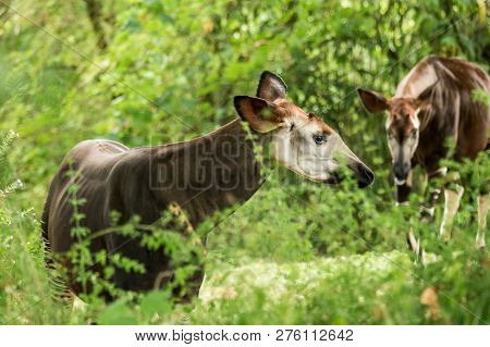Okapi (okapia Johnstoni), Forest Giraffe Or Zebra Giraffe, Artiodactyl Mammal Native To Jungle Or Tr