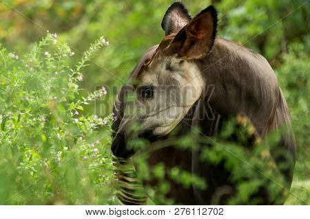 Okapi (okapia Johnstoni), Forest Giraffe Or Zebra Giraffe, Artiodactyl Mammal Native To Jungle Or Tr