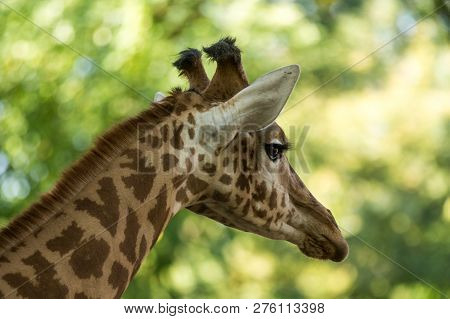 The Giraffe (giraffa Camelopardalis), African Even-toed Ungulate Mammal, The Tallest Of All Extant L