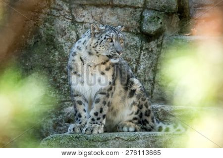 A Himalayan Snow Leopard (panthera Uncia) Lounges On A Rock, Beautiful Irbis In Captivity At The Zoo