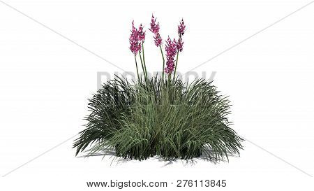 Red Yucca With Shadow - Isolated On White Background - 3d Illustration