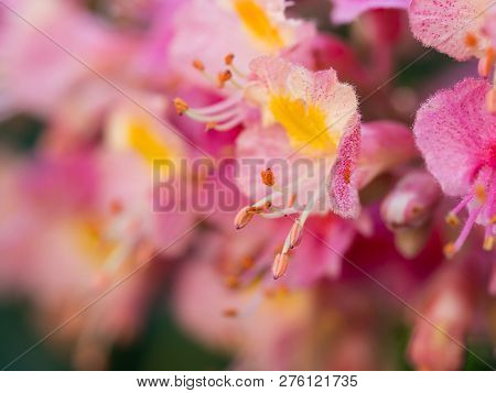Beautiful Detail Of Pink Blossom Of Horse-chestnut Tree On A Sunny Day.