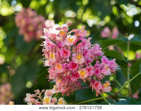 Beautiful Detail Of Pink Blossom Of Horse-chestnut Tree On A Sunny Day.