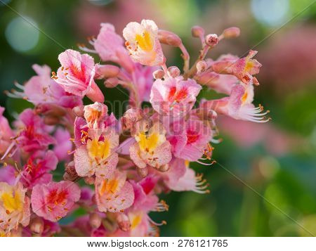 Beautiful Detail Of Pink Blossom Of Horse-chestnut Tree On A Sunny Day.