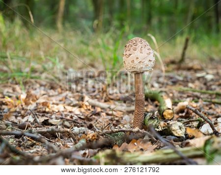 Young Parasol Mushroom (macrolepiota Procera Or Lepiota Procera) Growing In The Wood