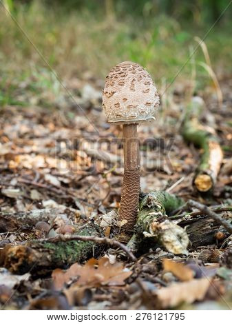 Young Parasol Mushroom (macrolepiota Procera Or Lepiota Procera) Growing In The Wood