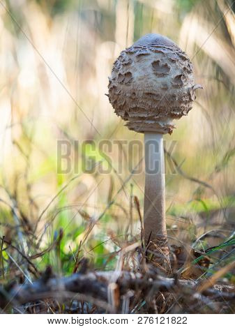 Young Parasol Mushroom (macrolepiota Procera Or Lepiota Procera) Growing In The Wood