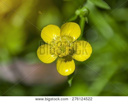 Buttercup Yellow Flower Top View, Back Green