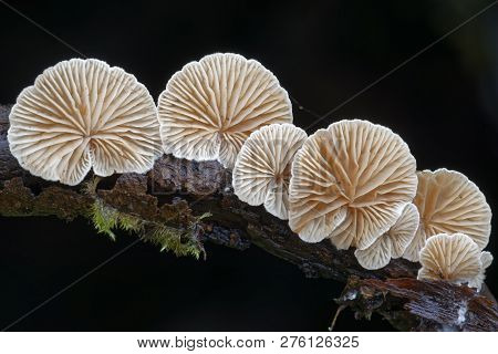 Variable Oysterling - Crepidotus Variabilis 
Small Fungus On Rotting Twigs