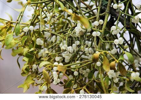Mistletoe In Winter Season On Tree, Outdoor