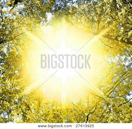 Wälder Landschaft Bäume gelb