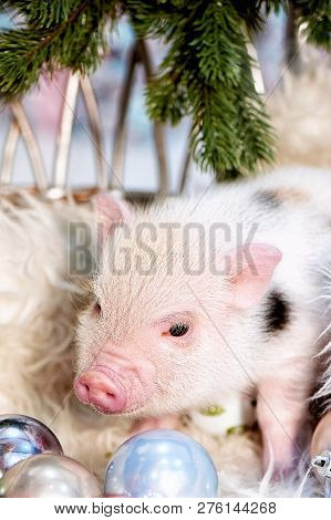Little Dwarf Pig, Minipig.symbol Of The New 2019. A Pet. Light Color With Spots.
