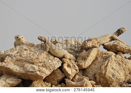 Rare Sight Of A Little Owl Shared Accommodation With Spiny Tailed Lizards On Rock Pile At The Southe