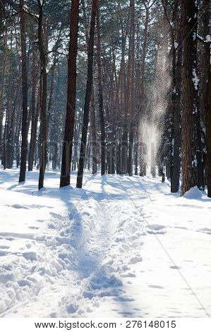Vertical Orientation View Of Trodden Narrow Footpath On Snow Surface With Pine Trees On The Backgrou
