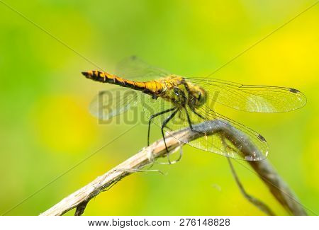Dragonfly Is An Insect Living Near Water Bodies.these Are Active Predators That Feed On Insects.