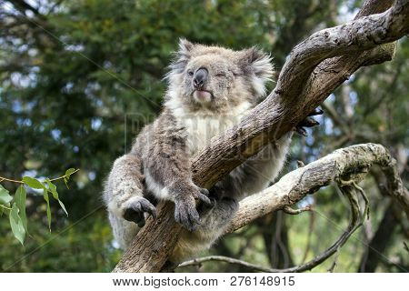 Phillip Island - Australia,  March 2018,  Koala Bear Resting Over A Tree And Look Bored  In A Forest