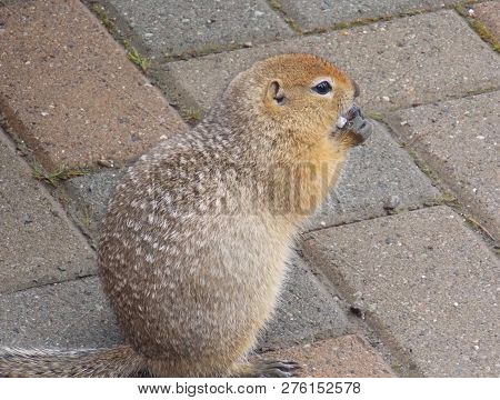 Lemming Finds A Snack At Visitor Center In Denali National Park.
