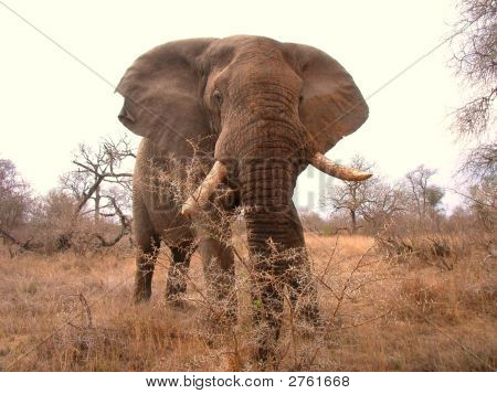Elefante africano