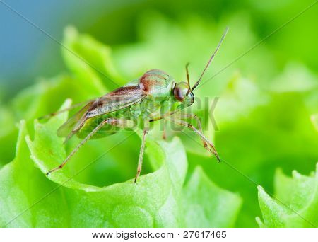 Vista frontale Mirid Bug su un'insalata di foglie