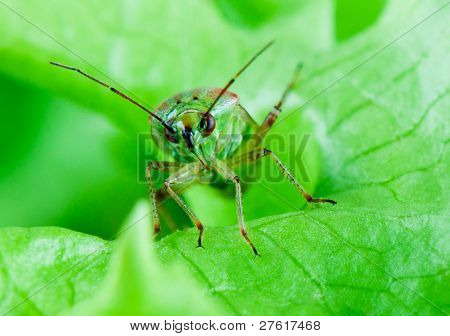 Vista frontale Mirid Bug