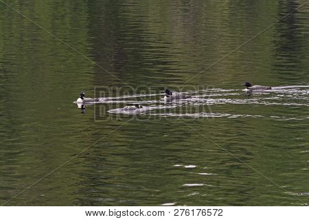 Loons On Patrol In The Morning On Bell Lake In Quetico Provincial Park In Ontario