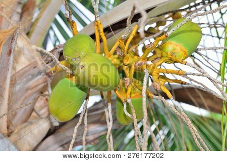 Closeup Of The Wild Coconuts Growing In Hawaii
