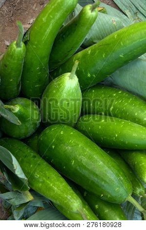 Close Up Of Some Beautiful Green Laukis, Calabash, Bottle Gourd, Or White-flowered Gourd, Lagenaria 