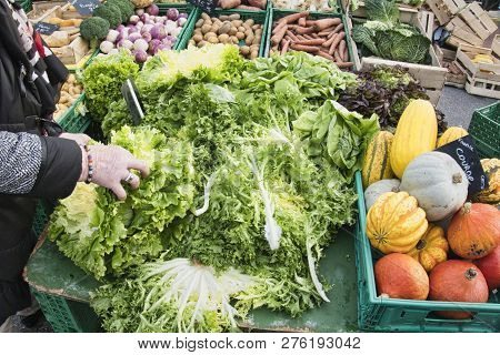 Green Vegetables Salad Escarole Endive In Woman Hand At A Grocery Market. Female Chooses Healthy Foo