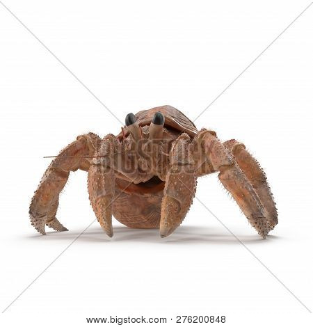 Hermit Crab Crawling Pose On White Background 3d Illustration Isolated