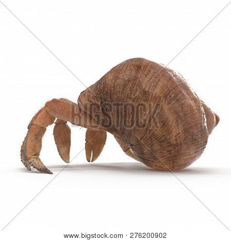 Hermit Crab Crawling Pose On White Background 3d Illustration Isolated
