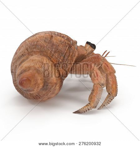 Hermit Crab Crawling Pose On White Background 3d Illustration Isolated