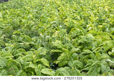 Detailed View Of A Tobacco Field On The Island Of Sao Miguel In The Azores.