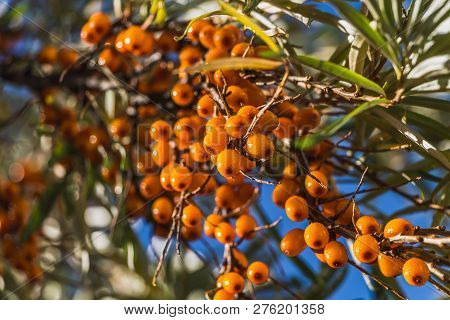 The Wet Bunches Of Ripe Orange Sea Buckthorn Red Berries Or Sea Berries With Green And Yellow Leaves