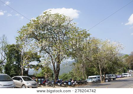 Thai People Stop Car At Parking For Walking Visit Doi Tung Royal Villa And Mae Fah Luang Garden In C