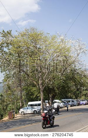 Thai People Stop Car At Parking For Walking Visit Doi Tung Royal Villa And Mae Fah Luang Garden In C